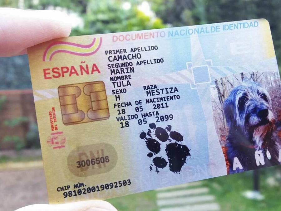 Ángel Osuna, adiestrador, la nueva ley trata de perseguir el maltrato y normaliza la presencia de mascotas en espacios públicos Ángel Osuna, adiestrador, la nueva ley trata de perseguir el maltrato y normaliza la presencia de mascotas en espacios públicos