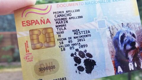 dni canino