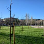 Gracias al proyecto municipal "Villalbilla naturalmente" se plantan 1.308 nuevos árboles de ejemplares adultos y 110 nuevos pies de arbustos en el término vubillero