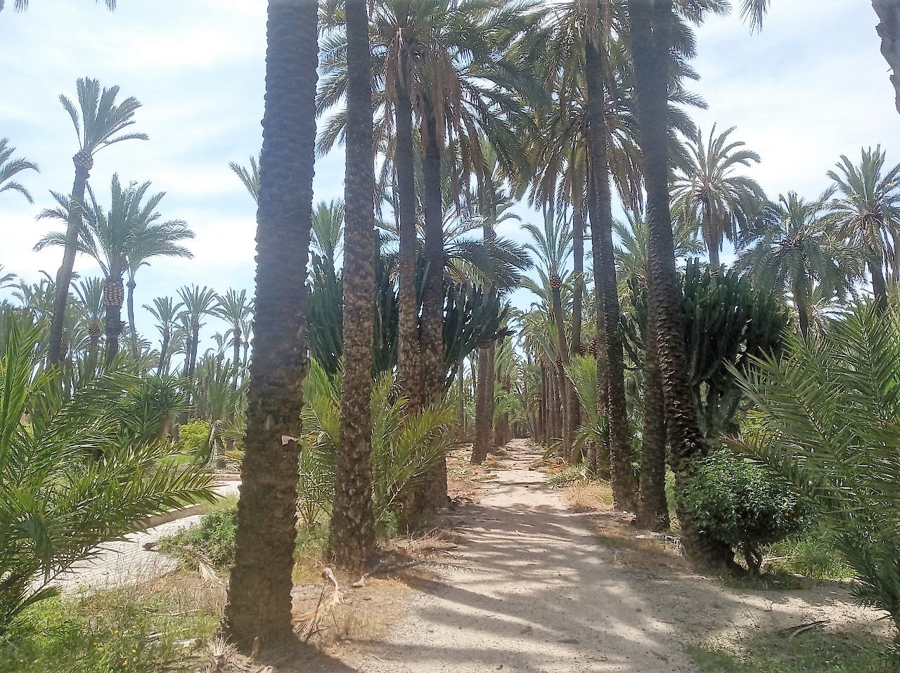Noviembre dice adiós en Elche, Crevillent y Santa Pola en un fin de semana con doble cara Noviembre dice adiós en Elche, Crevillent y Santa Pola en un fin de semana con doble cara