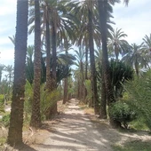 Huerto de palmeras en Elche. Huerto de palmeras en Elche.