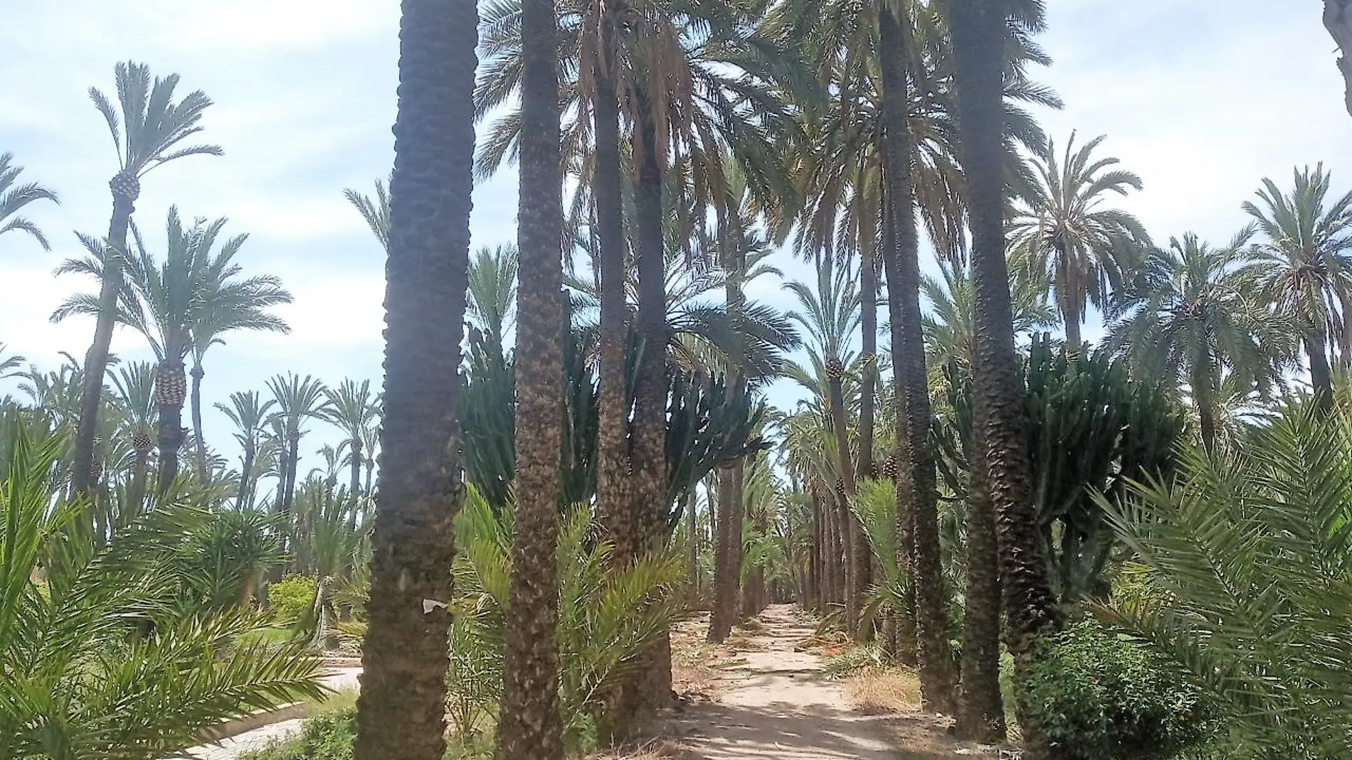 Huerto de palmeras en Elche.
