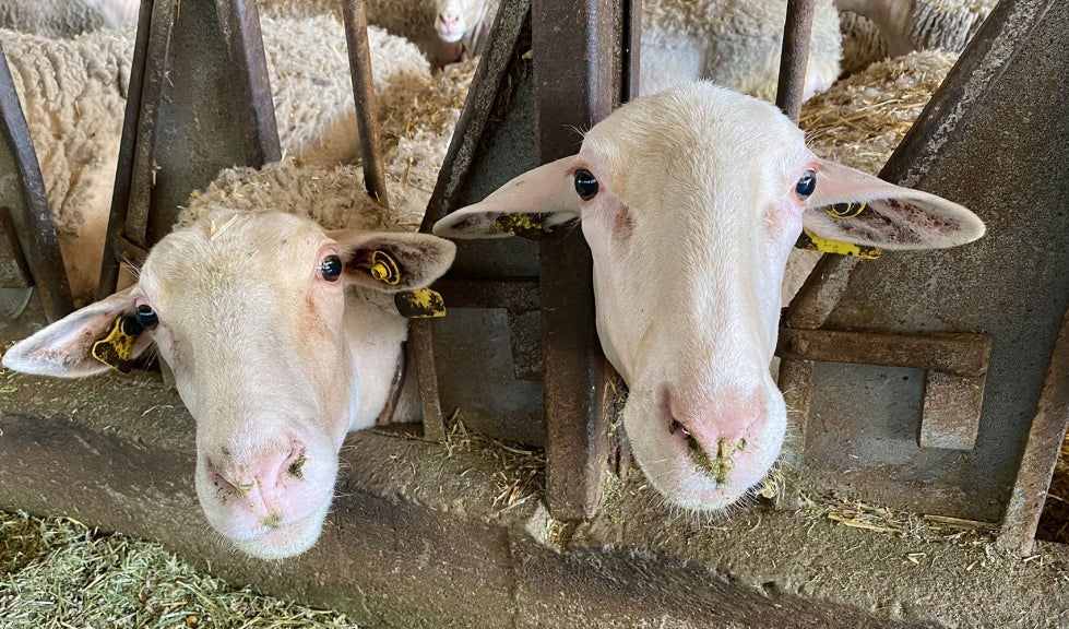 Más de uno Gipuzkoa 13/01/2022 Más de uno Gipuzkoa 13/01/2022