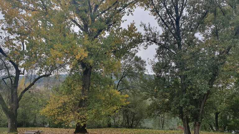 O Concello de Ourense inicia a campaña de plantación de 1.000 árbores na cidade O Concello de Ourense inicia a campaña de plantación de 1.000 árbores na cidade