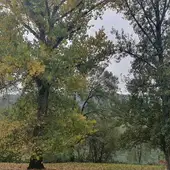 O Concello de Ourense inicia a campaña de plantación de 1.000 árbores na cidade O Concello de Ourense inicia a campaña de plantación de 1.000 árbores na cidade