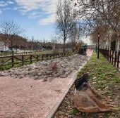 El Ayuntamiento de Camarma de Esteruelas comienza la sustitución del pavimento del Paseo Marítimo