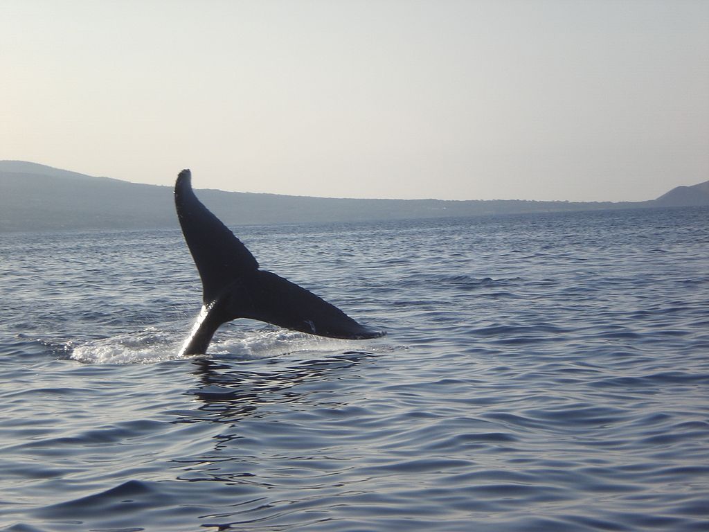Aparici en órbita: El enorme reptil marino de hace 246 millones de años Aparici en órbita: El enorme reptil marino de hace 246 millones de años