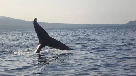 Ballena Ballena