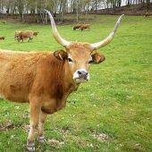 A Xunta convoca as axudas para o fomento das razas autóctonas galegas