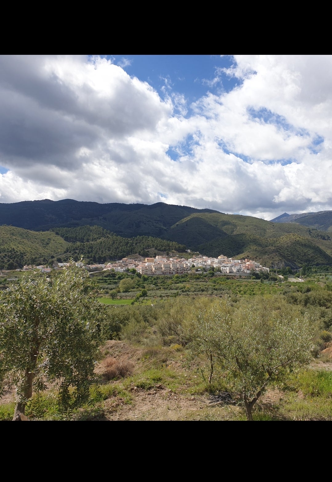 Suflí ofrece sus olivos como reclamo turístico a nivel internacional Suflí ofrece sus olivos como reclamo turístico a nivel internacional