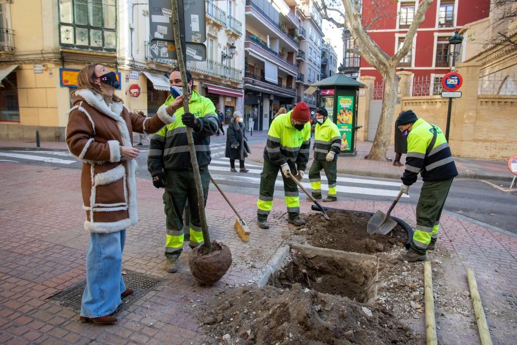 El Ayuntamiento quiere acabar con 3.700 alcorques vacíos El Ayuntamiento quiere acabar con 3.700 alcorques vacíos