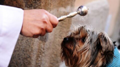 En Torrevieja la bendición de animales por San Antón se hará el lunes 17 de febrero 