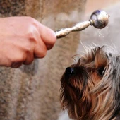 En Torrevieja la bendición de animales por San Antón se hará el lunes 17 de febrero En Torrevieja la bendición de animales por San Antón se hará el lunes 17 de febrero