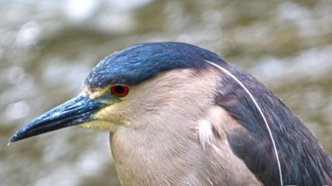 Aves