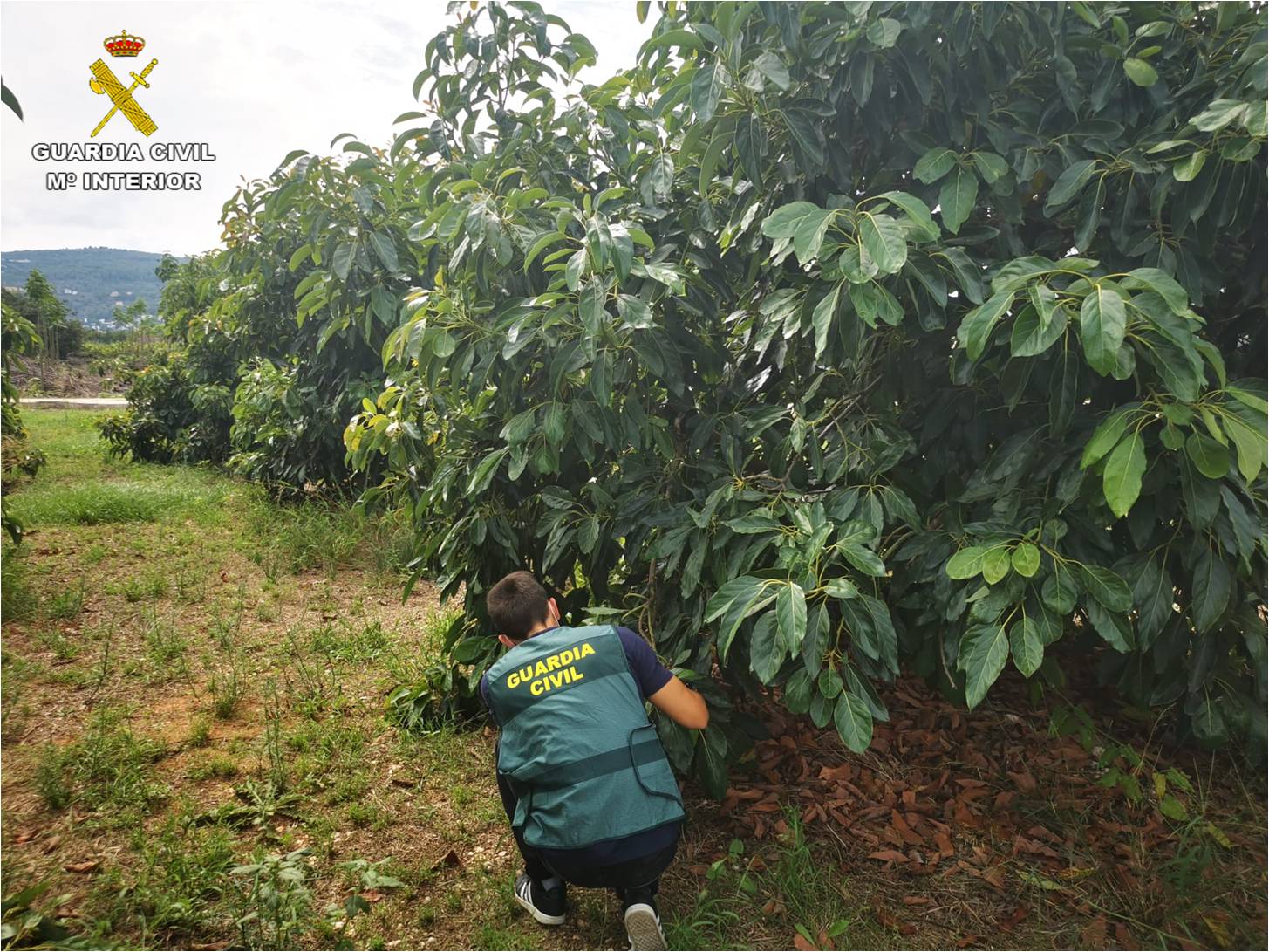 Desarticulan una banda dedicada al robo de aguacates en la Marina Baixa Desarticulan una banda dedicada al robo de aguacates en la Marina Baixa