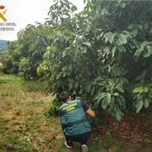 Robo de aguacates Robo de aguacates