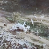 Imagen del vídeo en el que unos perros atacan a una vaca Imagen del vídeo en el que unos perros atacan a una vaca
