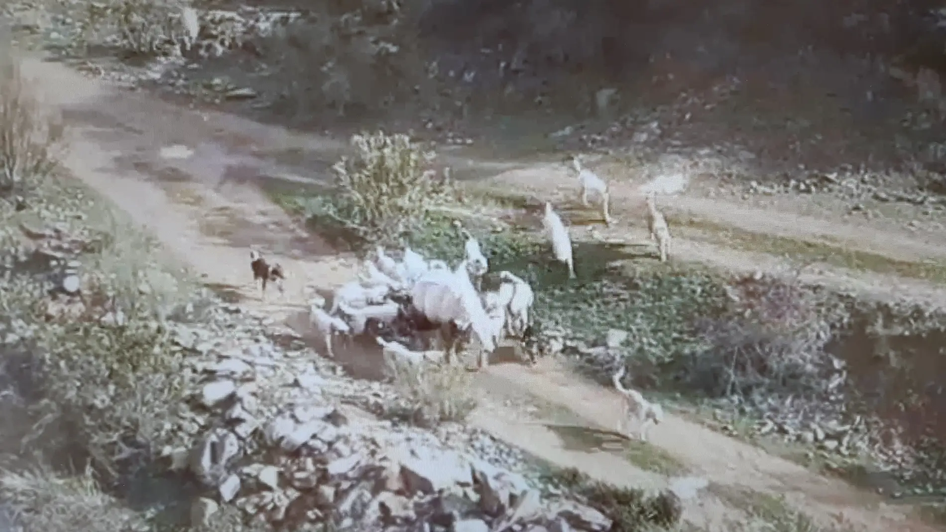 Imagen del vídeo en el que unos perros atacan a una vaca