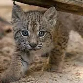 Un lince liberado Un lince liberado