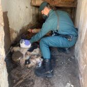 La Guardia Civil investiga a un vecino de Guardo que dejó morir de inanición a tres perros