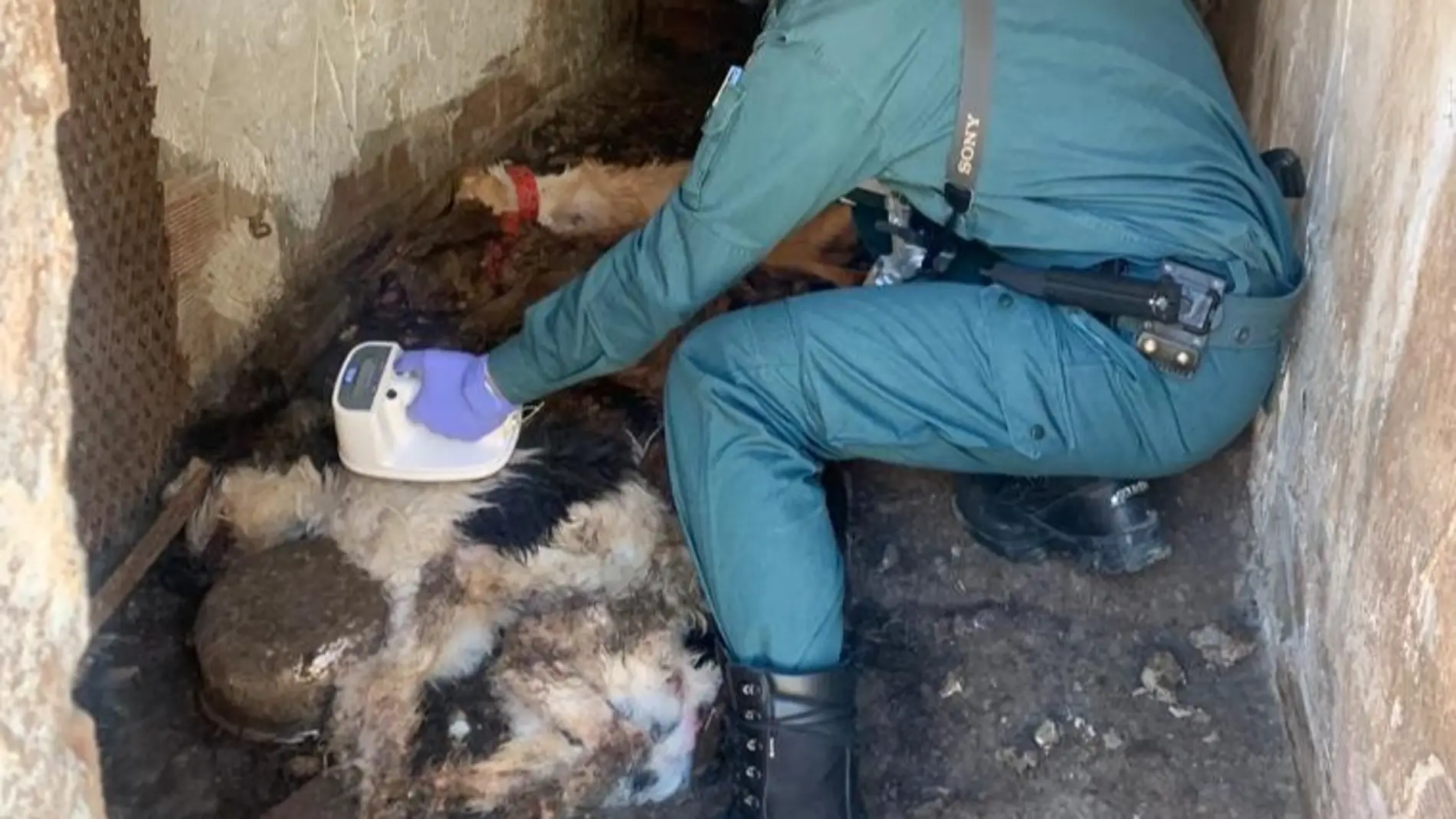La Guardia Civil investiga a un vecino de Guardo que dejó morir de inanición a tres perros