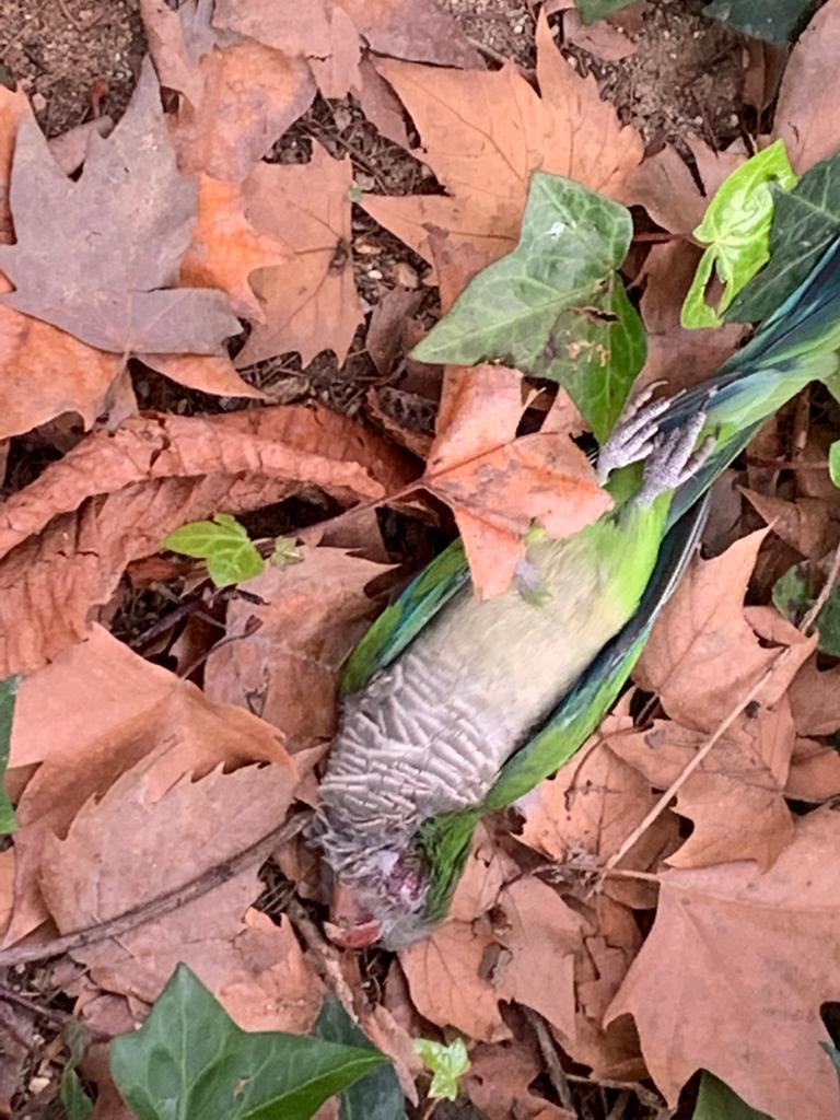 Colectivos animalistas se concentran en la Explanada para exigir un control de palomas y cotorras ético y sin violencia Colectivos animalistas se concentran en la Explanada para exigir un control de palomas y cotorras ético y sin violencia