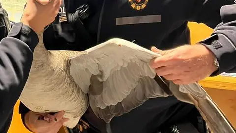 Oca capturada por la Guardia Urbana en Barcelona Oca capturada por la Guardia Urbana en Barcelona