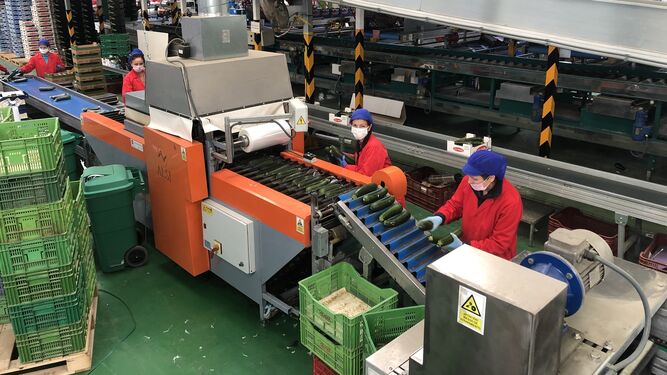 Ómicron genera un 40% de bajas laborales en las líneas de confección del agro almeriense Ómicron genera un 40% de bajas laborales en las líneas de confección del agro almeriense