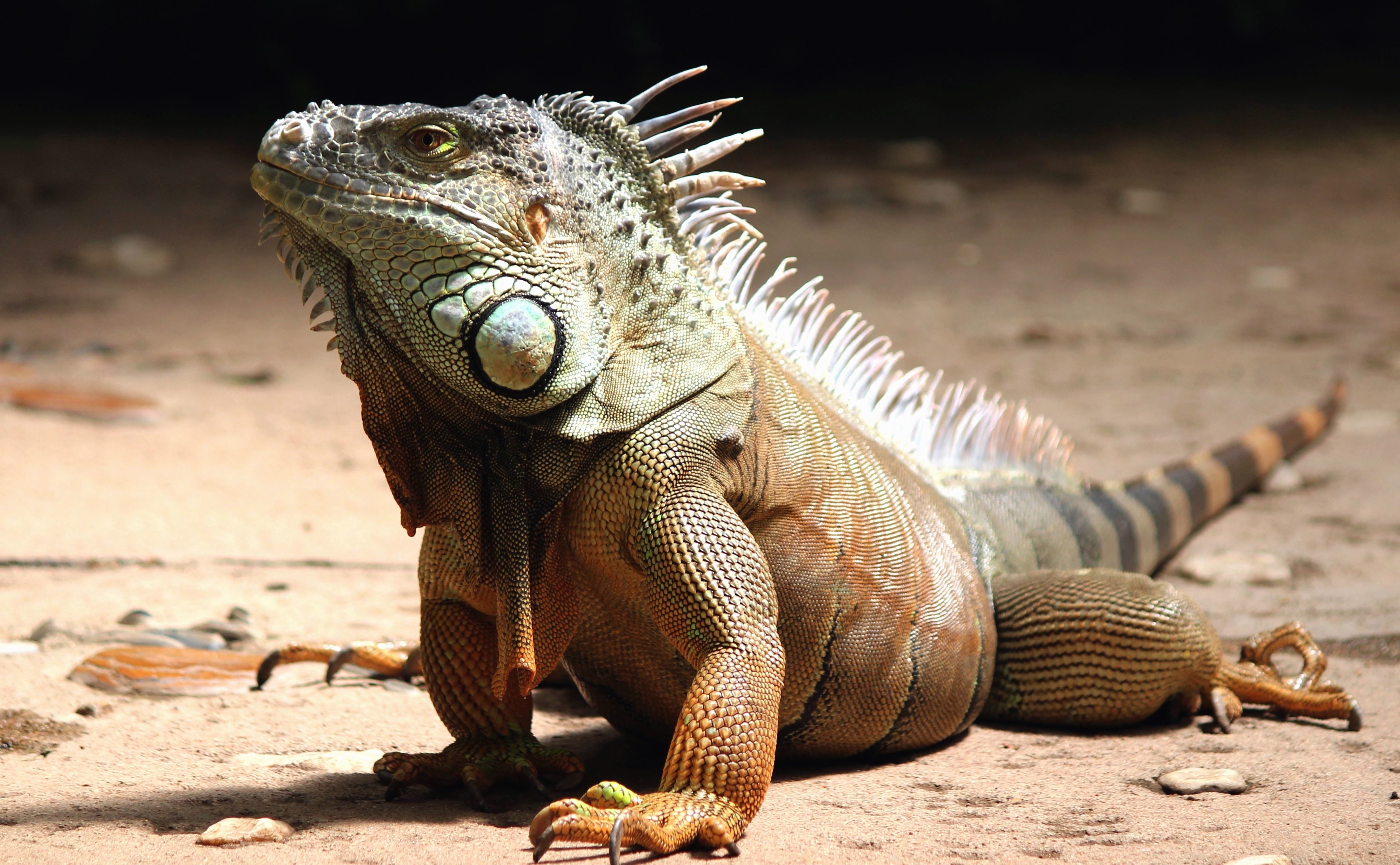¿Por qué las bajas temperaturas provocan una lluvia de iguanas en Florida? ¿Por qué las bajas temperaturas provocan una lluvia de iguanas en Florida?