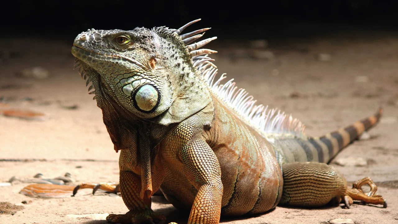 Las bajas temperaturas provocan una lluvia de iguanas en Florida