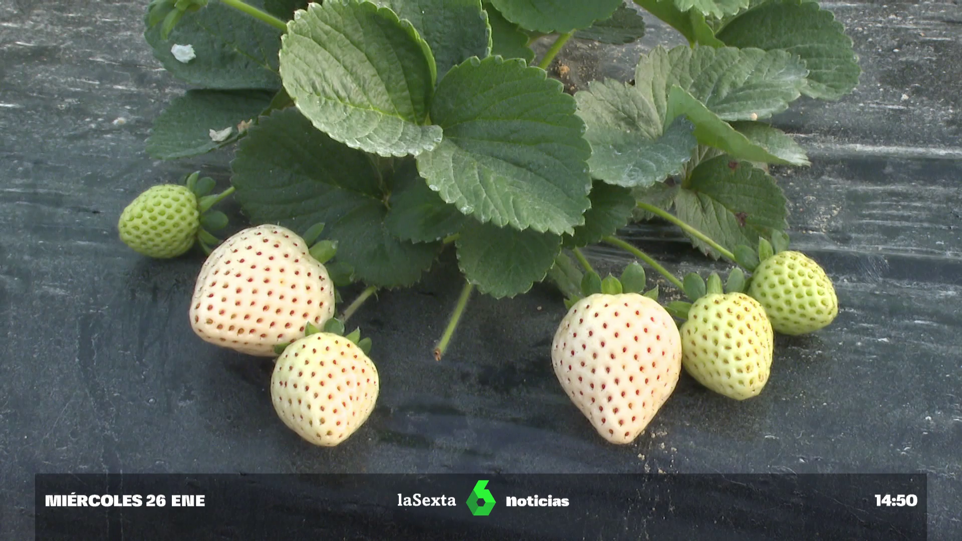 La fresa blanca de Chile llega a los campos de Huelva como producto gourmet La fresa blanca de Chile llega a los campos de Huelva como producto gourmet