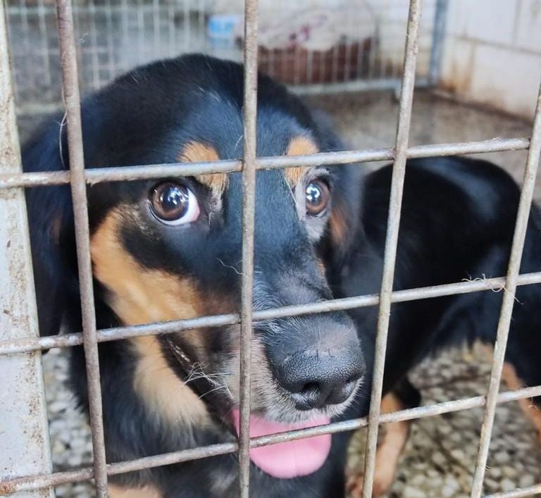 Lanzamos un mensaje para concienciar a la ciudadanía de las responsabilidades para con los animales del municipio Lanzamos un mensaje para concienciar a la ciudadanía de las responsabilidades para con los animales del municipio