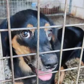 Lanzamos un mensaje para concienciar a la ciudadanía de las responsabilidades para con los animales del municipio Lanzamos un mensaje para concienciar a la ciudadanía de las responsabilidades para con los animales del municipio