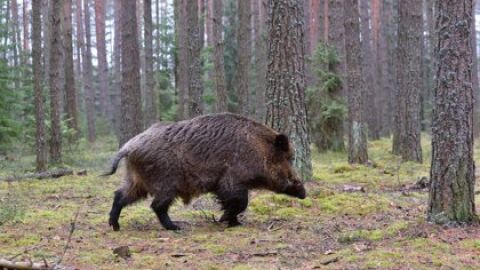 Xabar&iacute;n nos montes 