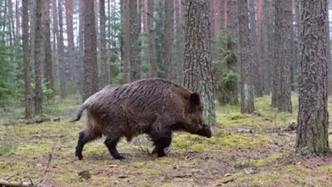 Xabarín nos montes Xabarín nos montes