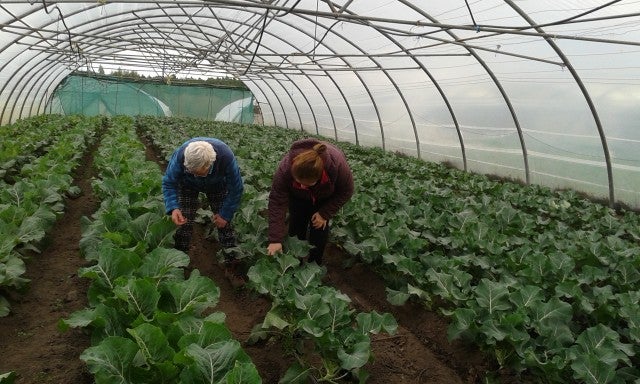 Las contribuciones de la Mejora Genética de hortícolas al 'Modelo Almería' Las contribuciones de la Mejora Genética de hortícolas al 'Modelo Almería'