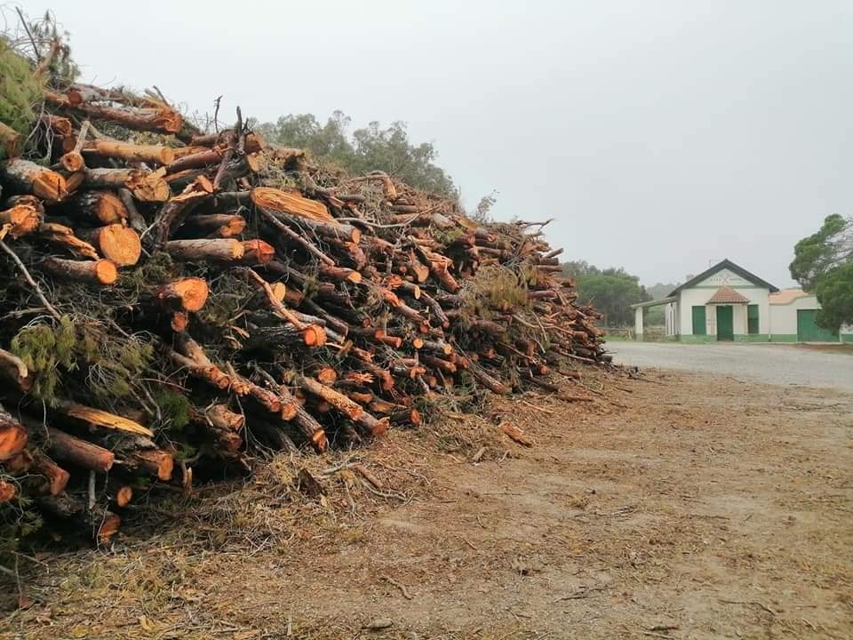 José Luis Sáez, el PP estuvo casi 30 años sin hacer nada por la pinada y ahora critica un proyecto realizado con aval técnico para garantizar su futuro José Luis Sáez, el PP estuvo casi 30 años sin hacer nada por la pinada y ahora critica un proyecto realizado con aval técnico para garantizar su futuro