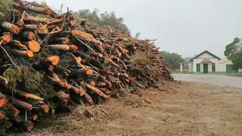 José Luis Sáez, el PP estuvo casi 30 años sin hacer nada por la pinada y ahora critica un proyecto realizado con aval técnico para garantizar su futuro pinada guardamar