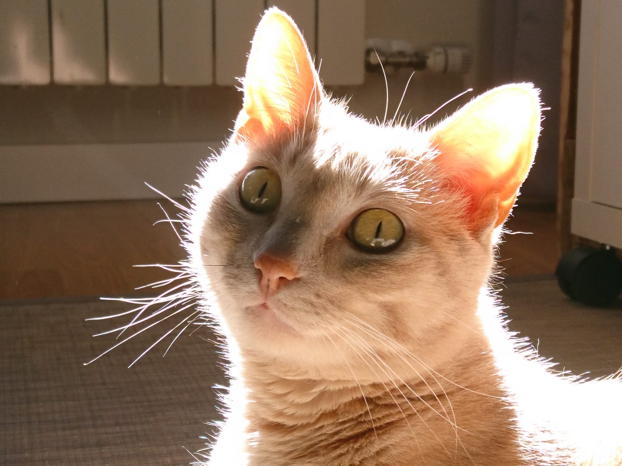 ¿Son los gatos capaces de imitarnos? ¿Son los gatos capaces de imitarnos?