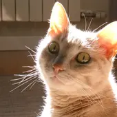 gato gato