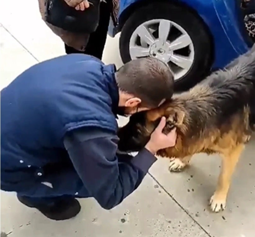 Un perro se reencuentra con su familia tras 7 años perdido: su dueño murió sin poder encontrarlo Un perro se reencuentra con su familia tras 7 años perdido: su dueño murió sin poder encontrarlo