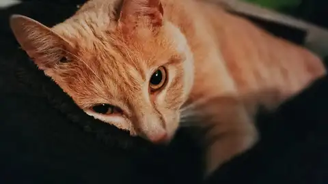 Gato Gato