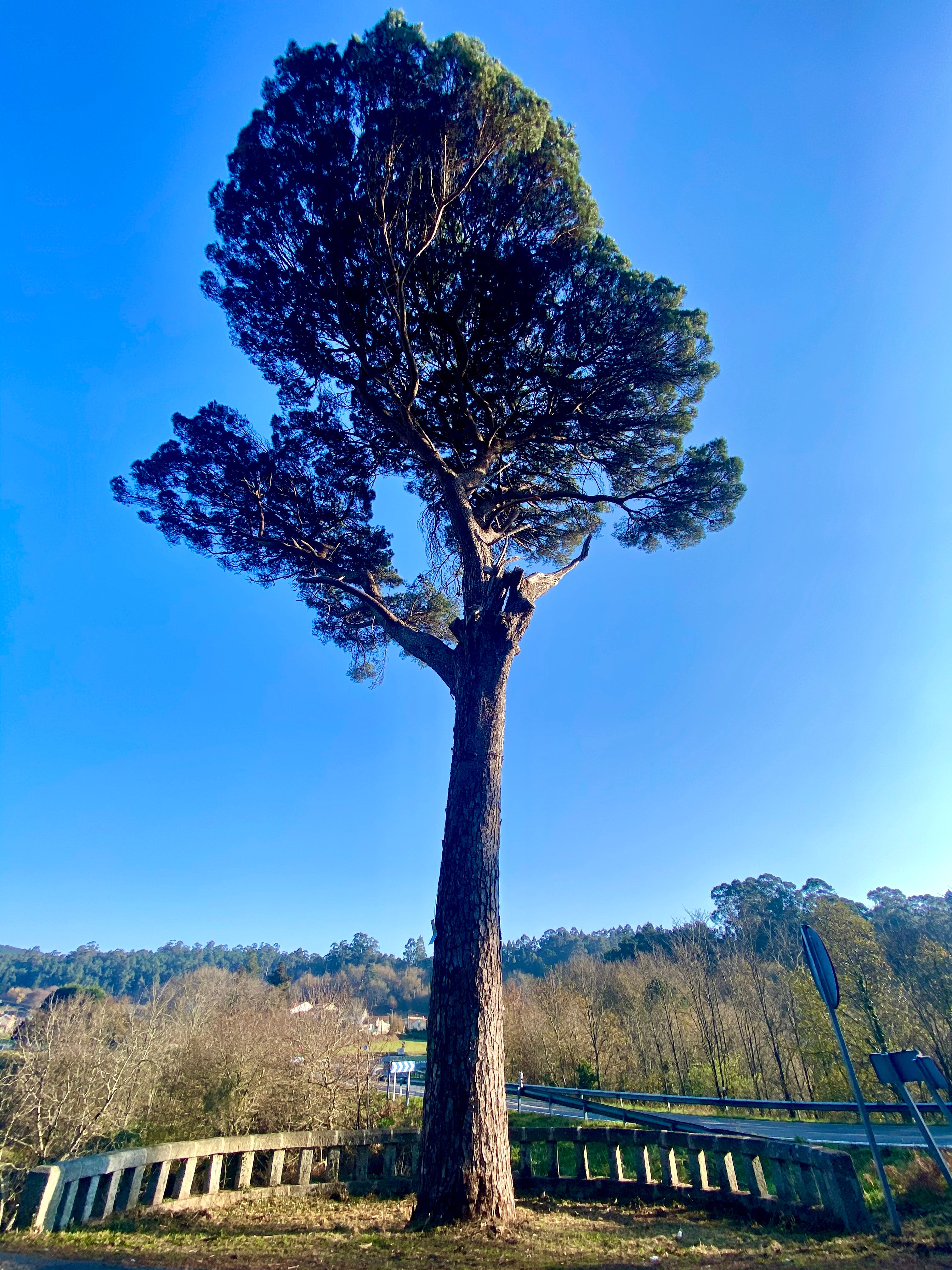 Manuel González: "Queremos poñer en valor un árbol senlleiro de 140 anos de existencia" Manuel González: "Queremos poñer en valor un árbol senlleiro de 140 anos de existencia"