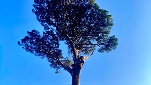 Mas de Uno Pontevedra