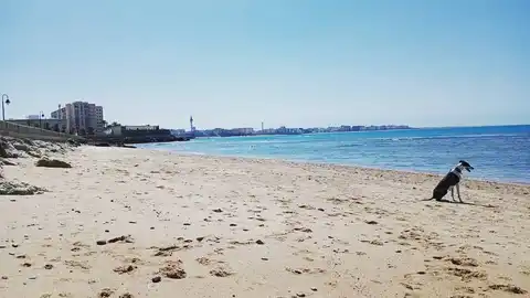 Un perro en una playa de Cádiz Un perro en una playa de Cádiz