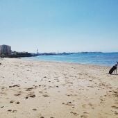 Un perro en una playa de Cádiz