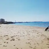 Un perro en una playa de Cádiz Un perro en una playa de Cádiz