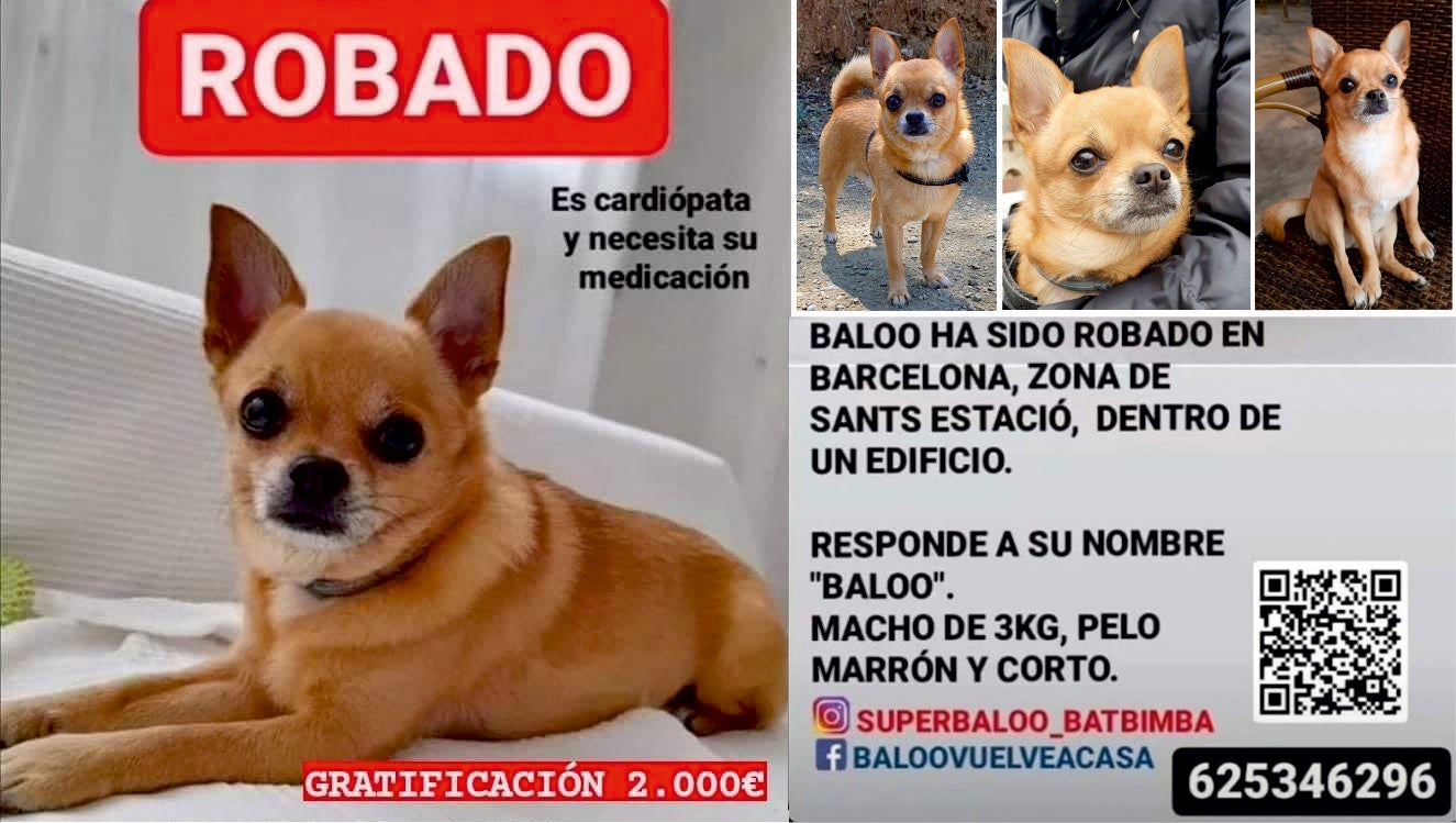 Cinco meses sin Baloo: denuncian la desaparición de un chihuahua dentro de un edificio en Barcelona Cinco meses sin Baloo: denuncian la desaparición de un chihuahua dentro de un edificio en Barcelona