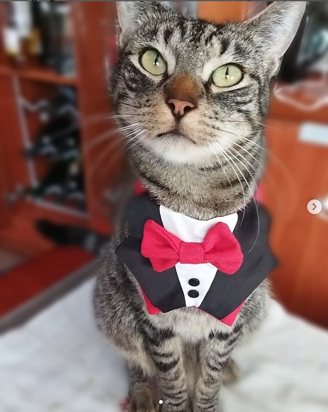 Iker, un gato influencer internacional de Vigo Iker, un gato influencer internacional de Vigo