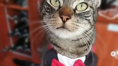 Iker, el gato influencer de Vigo Iker, el gato influencer de Vigo